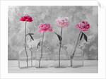 Peonies in glass bottles by Assaf Frank
